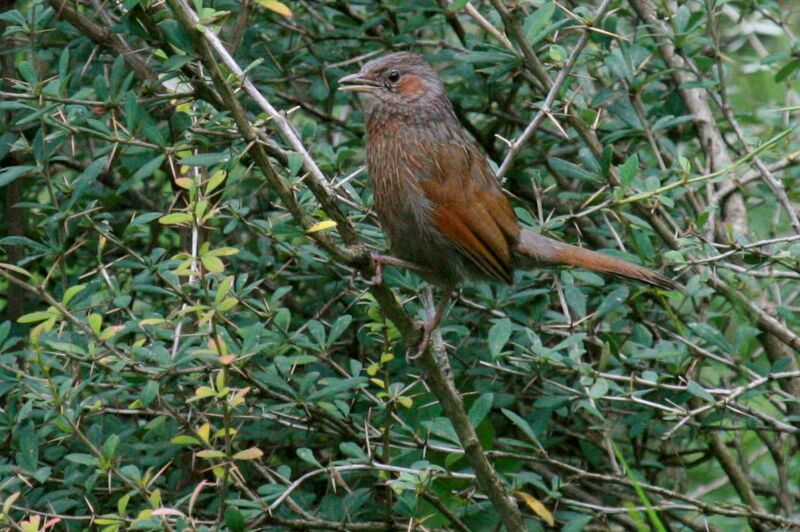 Streaked Laughingthrush, song