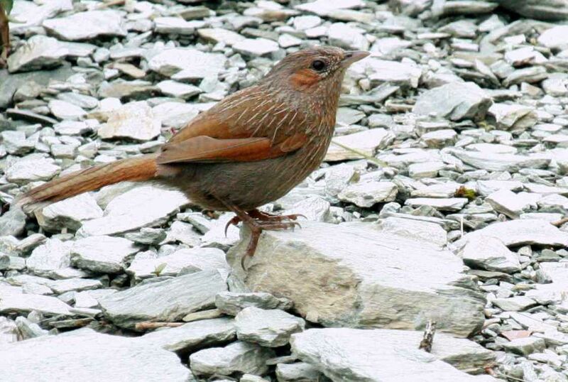 Streaked Laughingthrush, identification