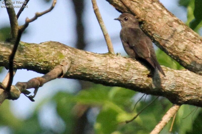 Ussher's Flycatcher