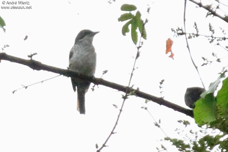 Fraser's Forest Flycatcher