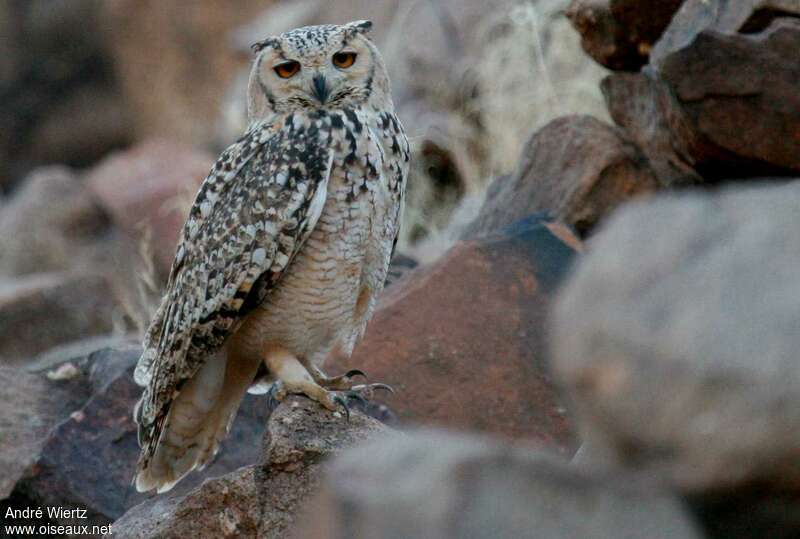 Grand-duc ascalapheadulte, identification