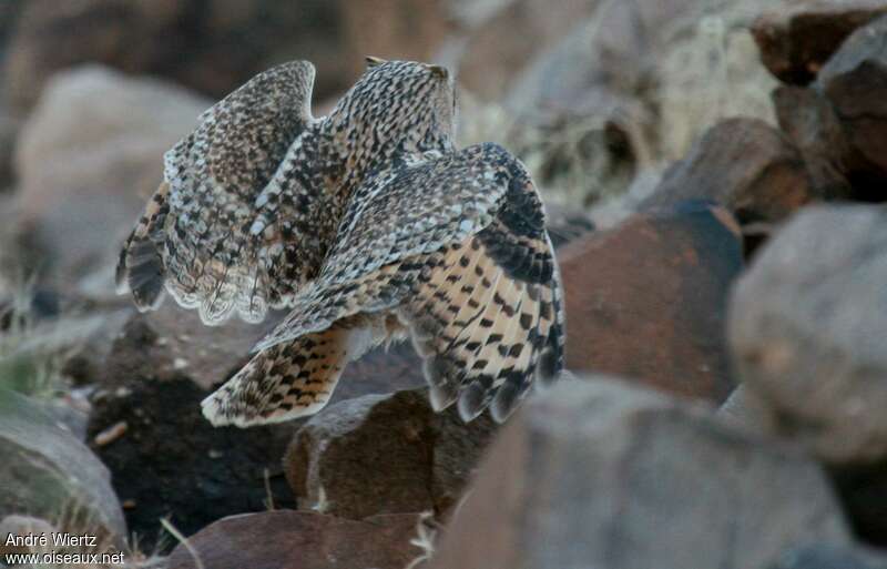 Grand-duc ascalaphe, identification