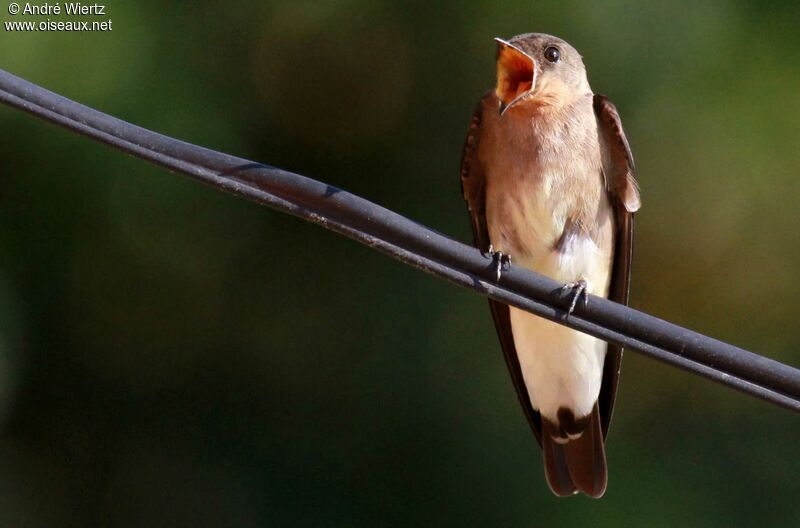 Southern Rough-winged Swallow