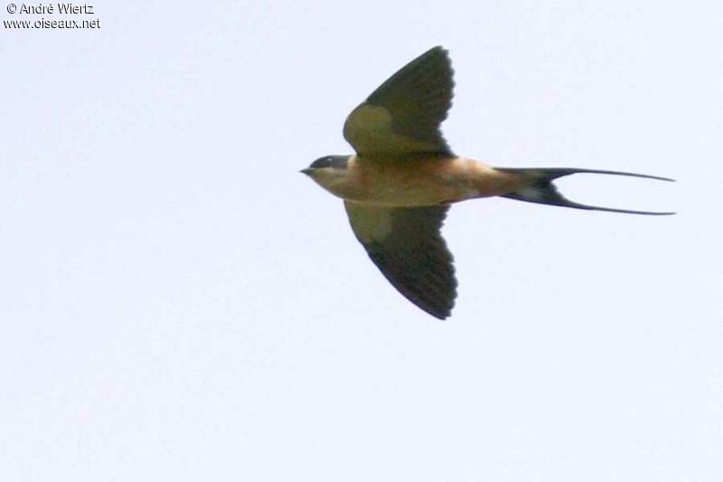 Red-breasted Swallow, Flight