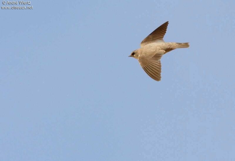 Pale Crag Martin