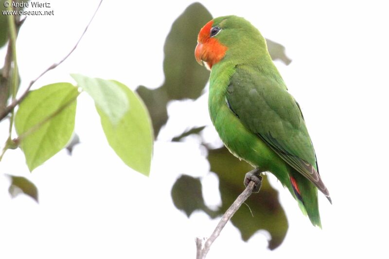 Red-headed Lovebird