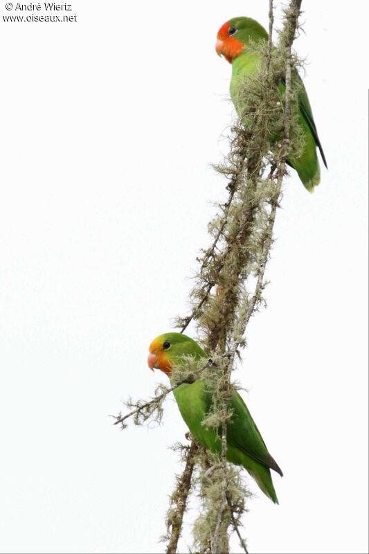 Red-headed Lovebird