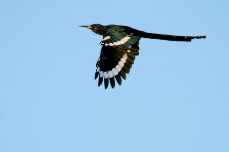 Green Wood Hoopoe, Flight