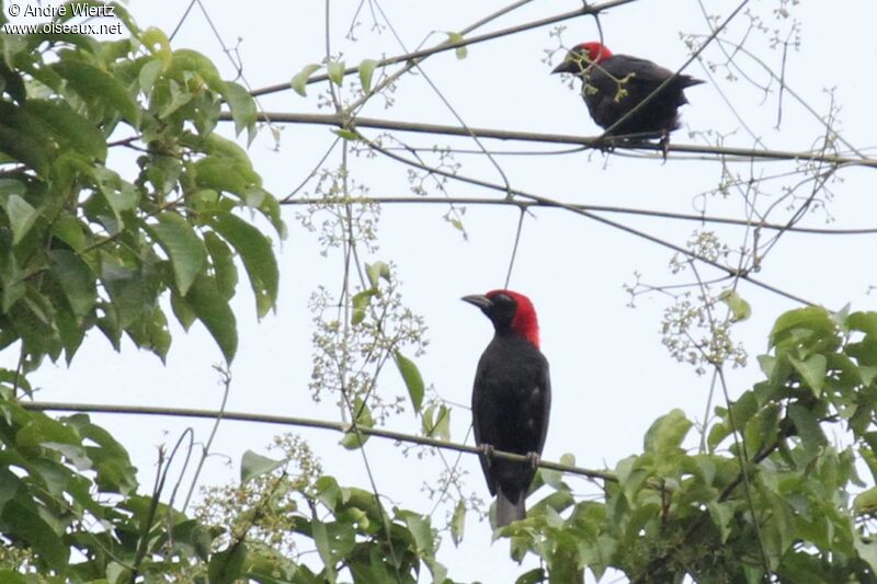 Malimbe à tête rouge