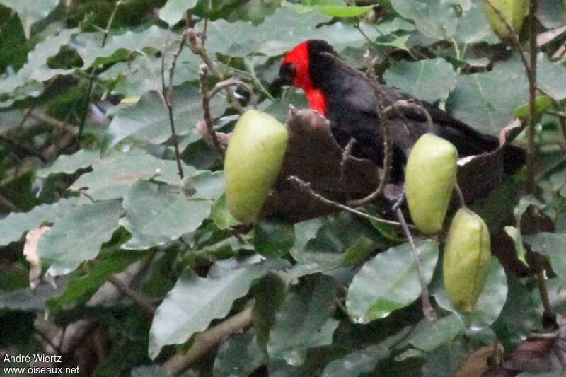 Crested Malimbe