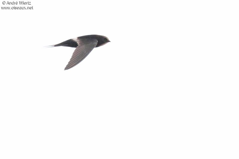 White-rumped Swift