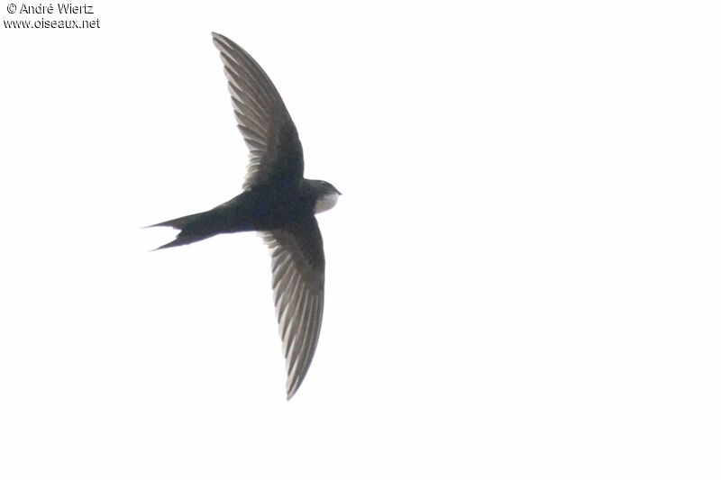 White-rumped Swift