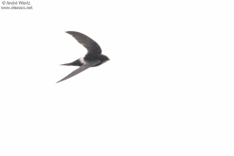 White-rumped Swift