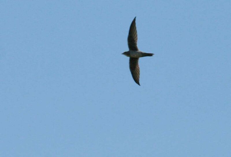 Mottled Swift, Flight