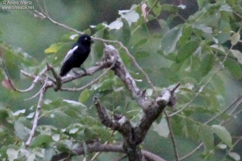 White-shouldered Black Tit