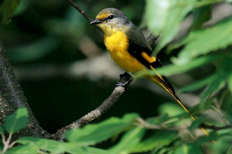 Long-tailed Minivet female, identification