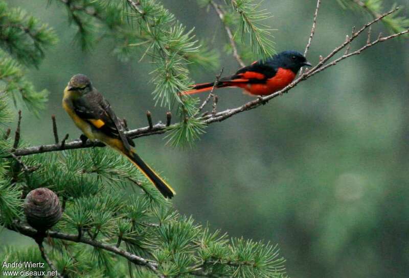 Long-tailed Minivetadult