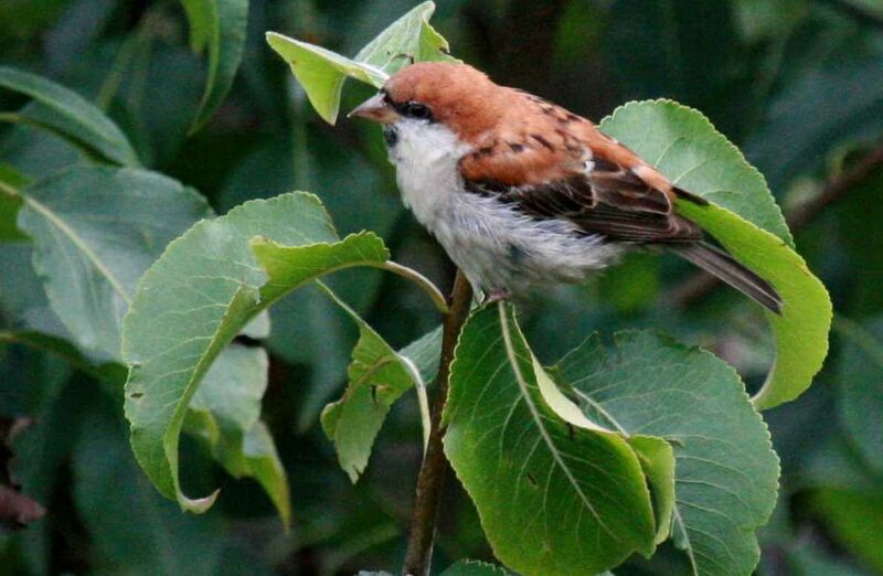 Moineau rutilant mâle, identification