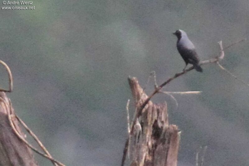 Grey-headed Nigrita