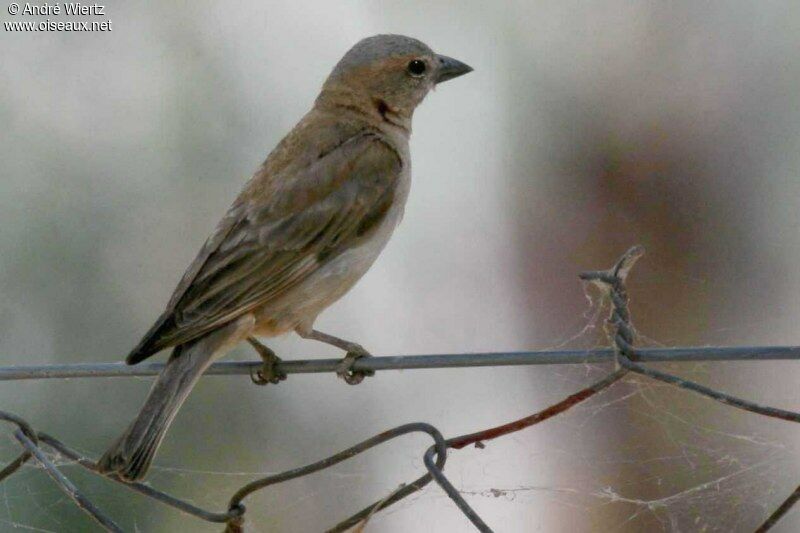 Sahel Bush Sparrow