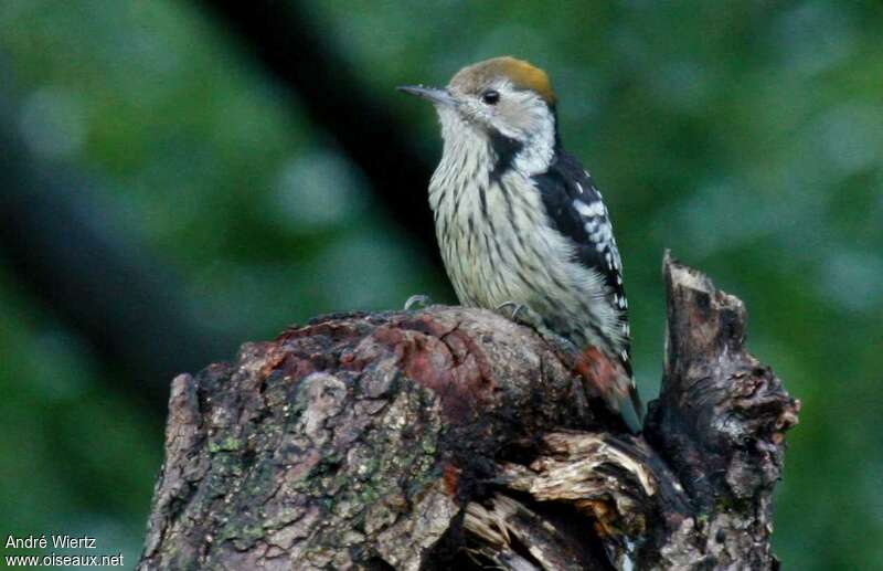 Pic à tête jaune femelle, identification