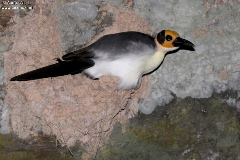 White-necked Rockfowl