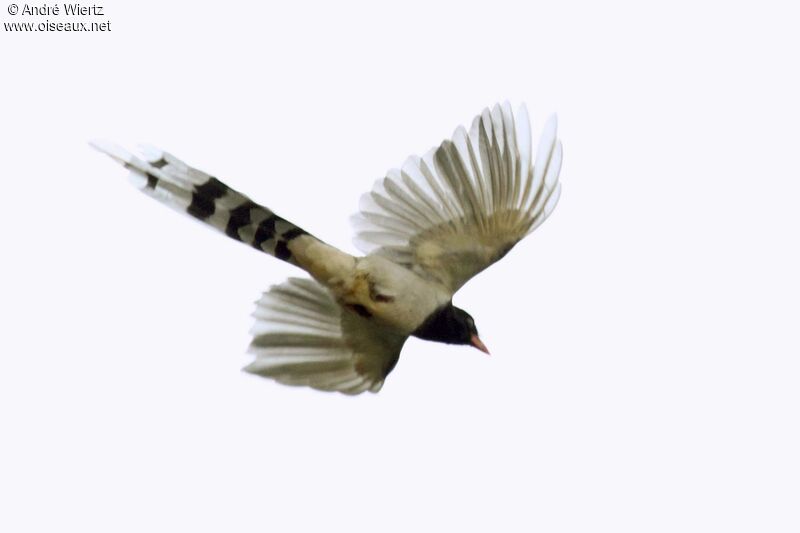 Red-billed Blue Magpie