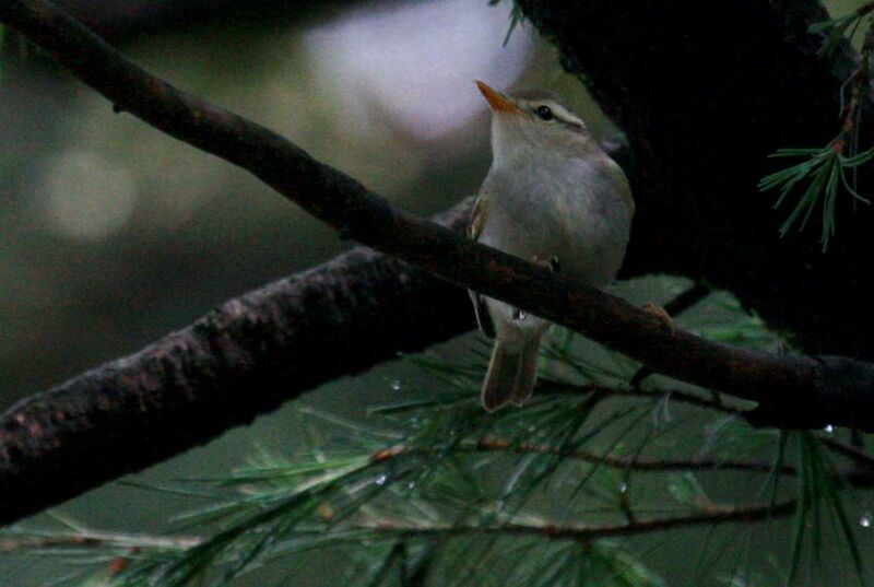 Blyth's Leaf Warbler, identification