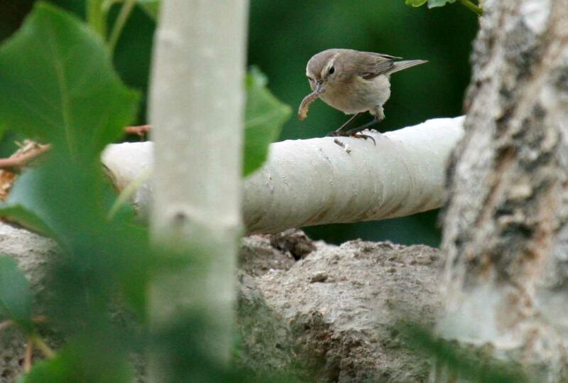 Mountain Chiffchaff, identification