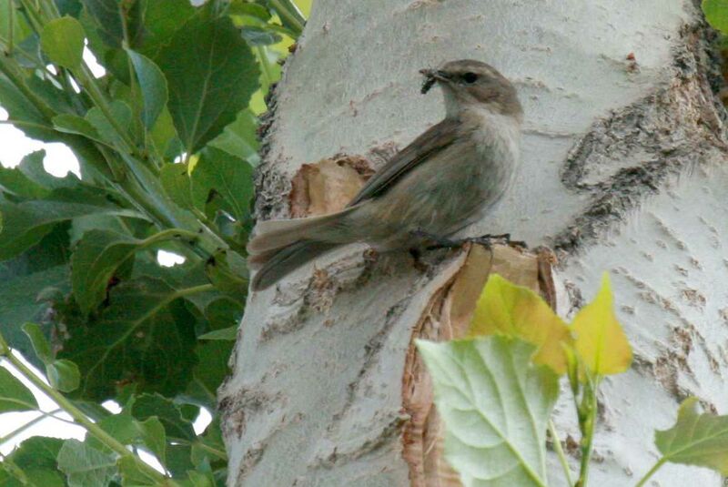 Pouillot montagnard, identification