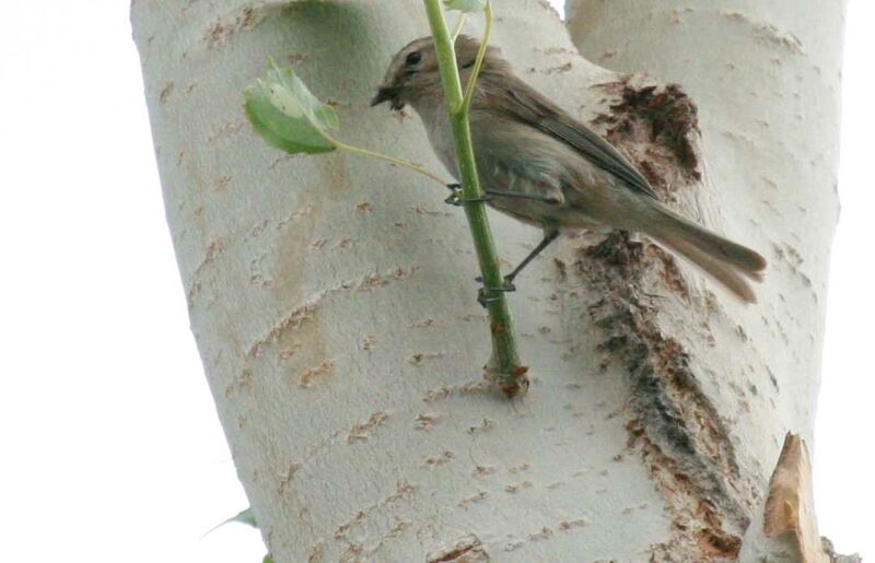 Pouillot montagnard, identification