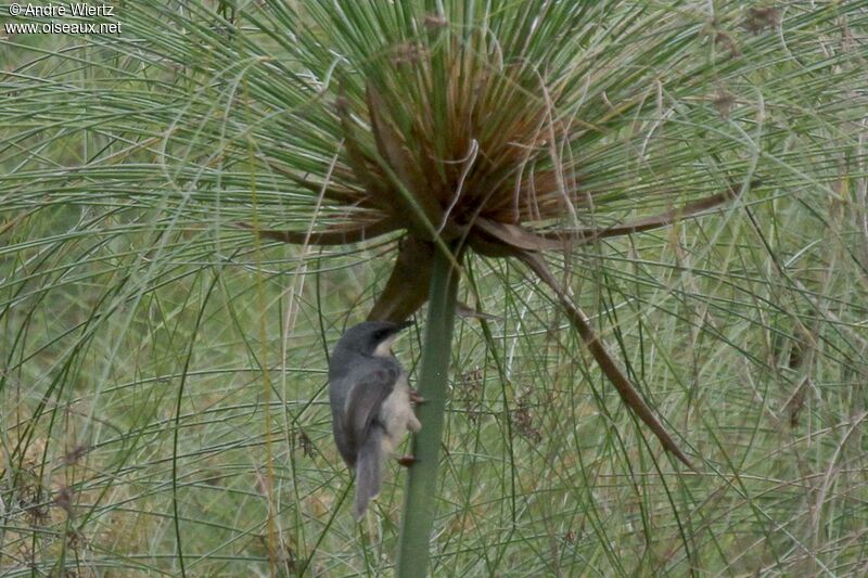 White-chinned Prinia