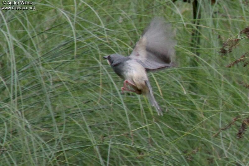 White-chinned Prinia