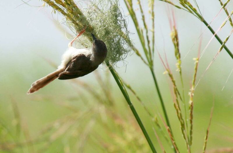 Prinia aquatique