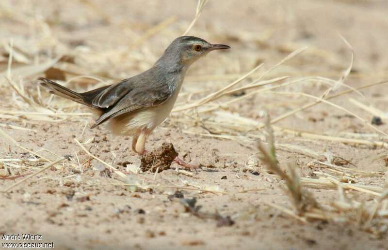 Prinia aquatique, identification