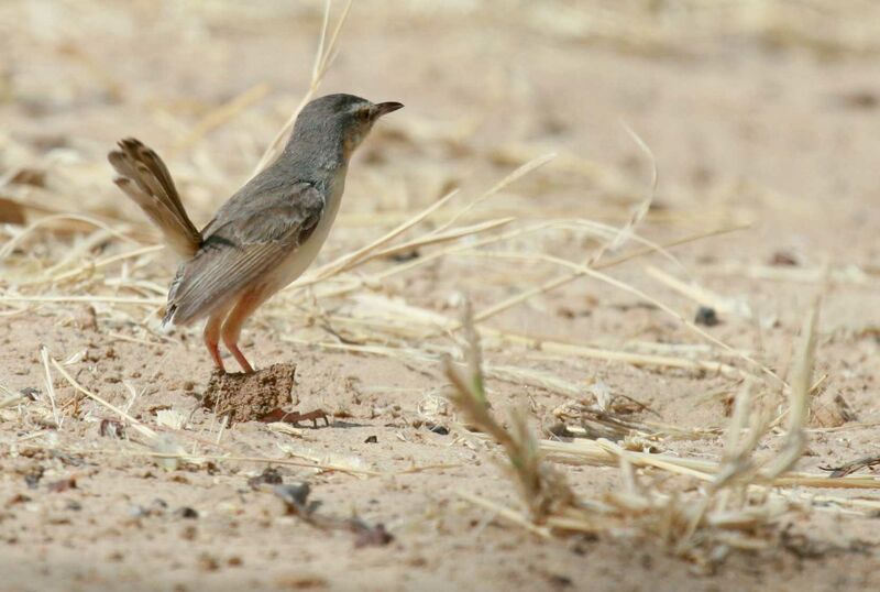 Prinia aquatique