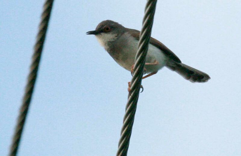 Grey-breasted Prinia