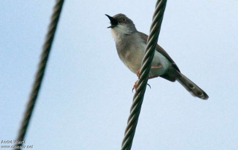 Prinia de Hodgsonadulte, chant