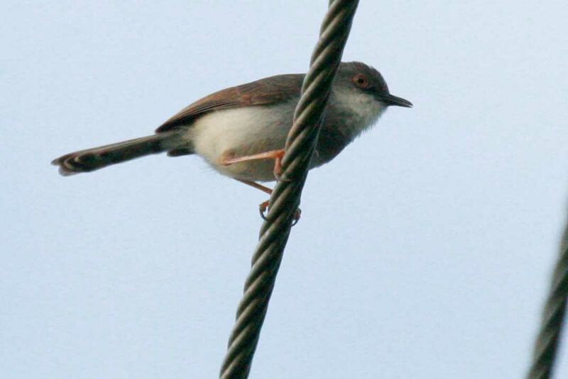 Grey-breasted Prinia, identification