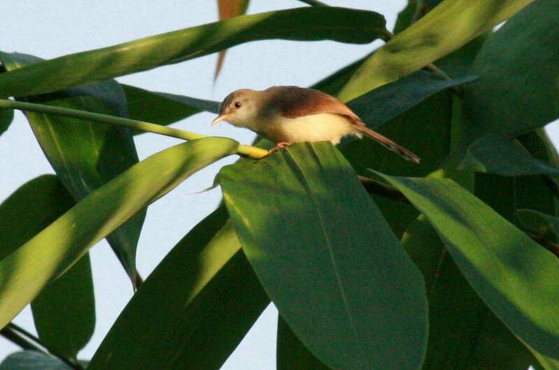 Prinia roussâtre, identification