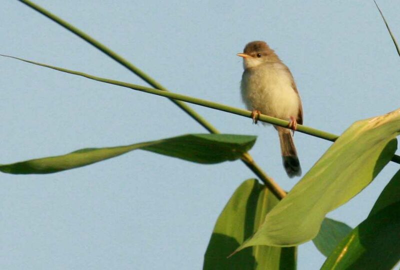 Rufescent Prinia