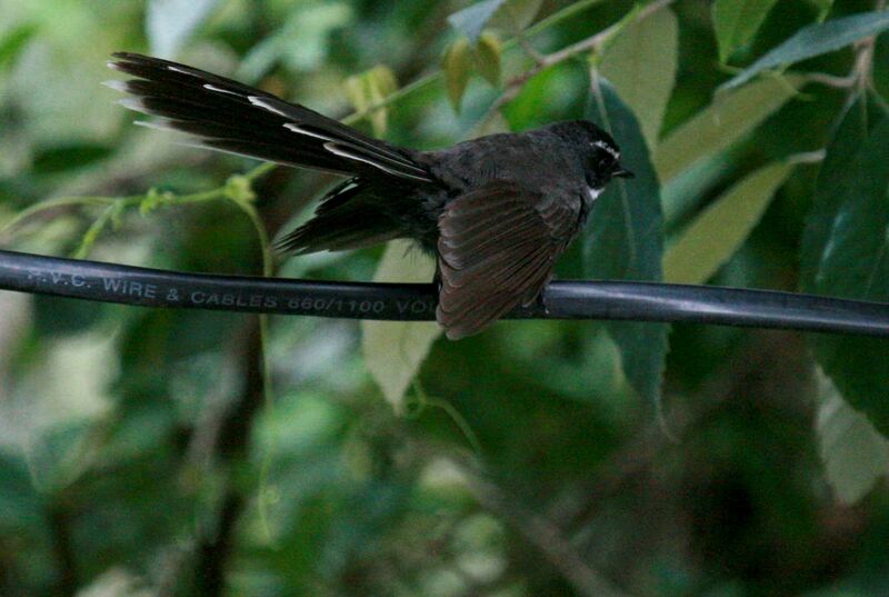 White-throated Fantail, identification