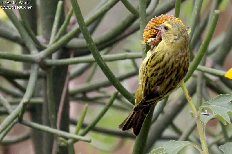 Serin à diadème