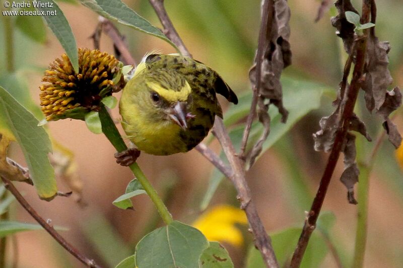 Serin à diadème