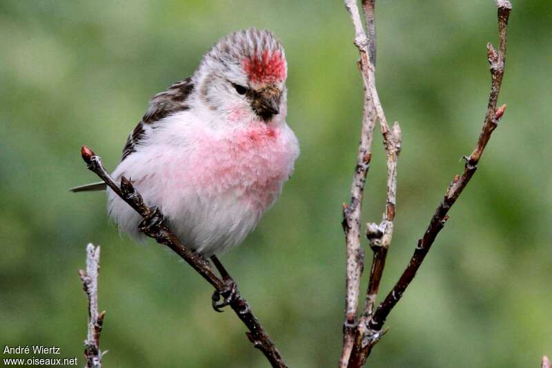 Arctic Redpoll male adult breeding, close-up portrait