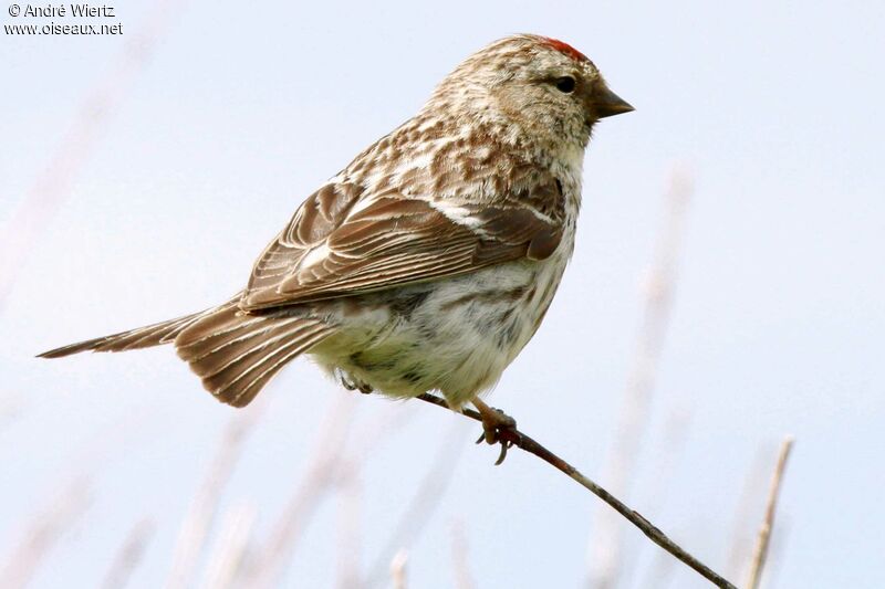 Arctic Redpoll