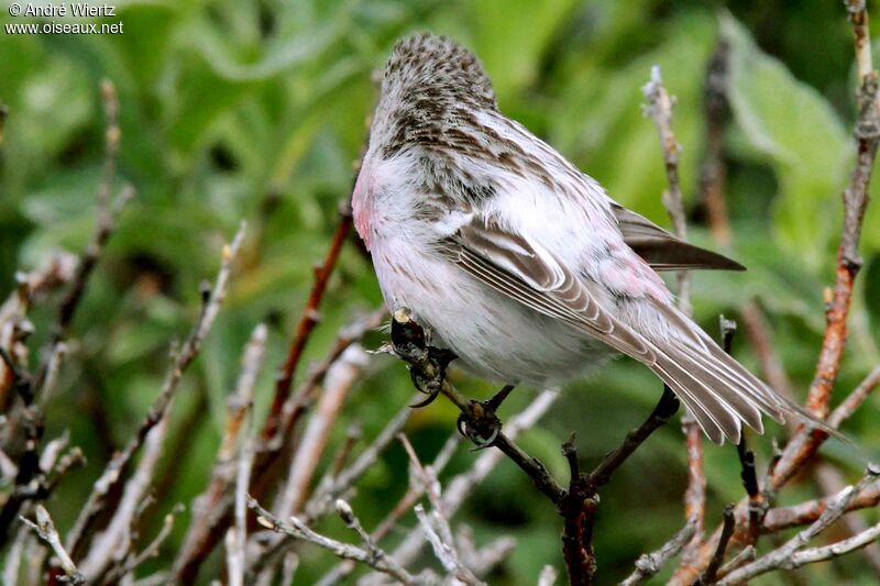 Arctic Redpoll