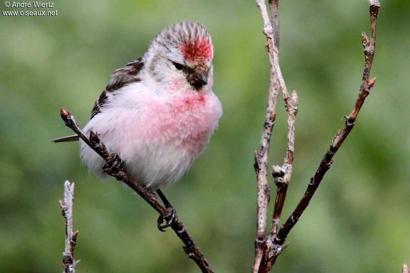 Redpoll male adult breeding, close-up portrait