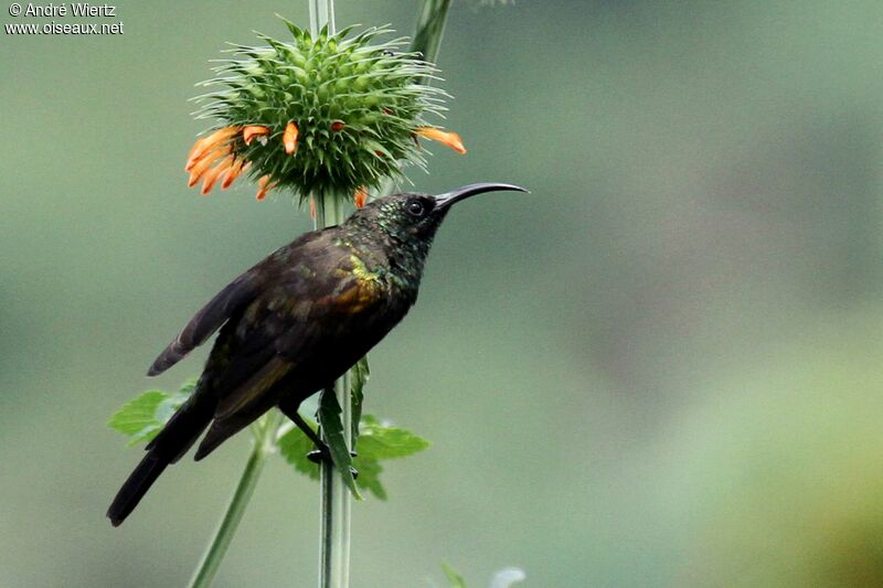 Bronzy Sunbird