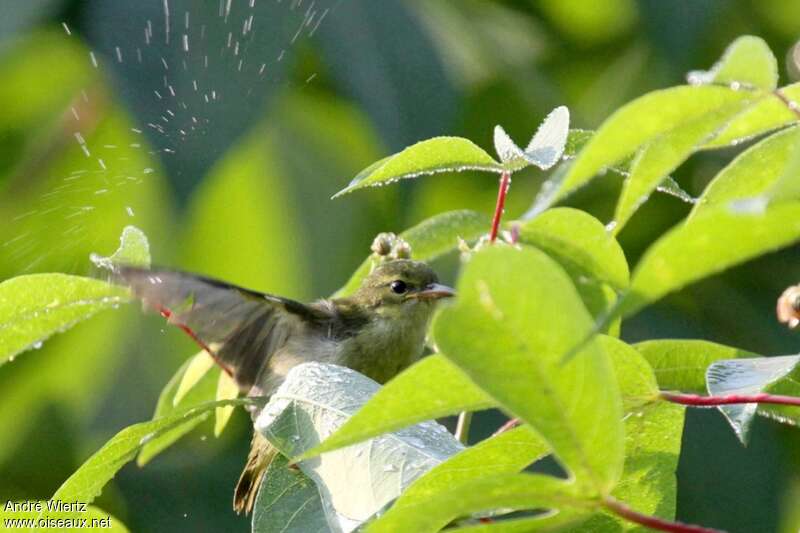 Fraser's Sunbird